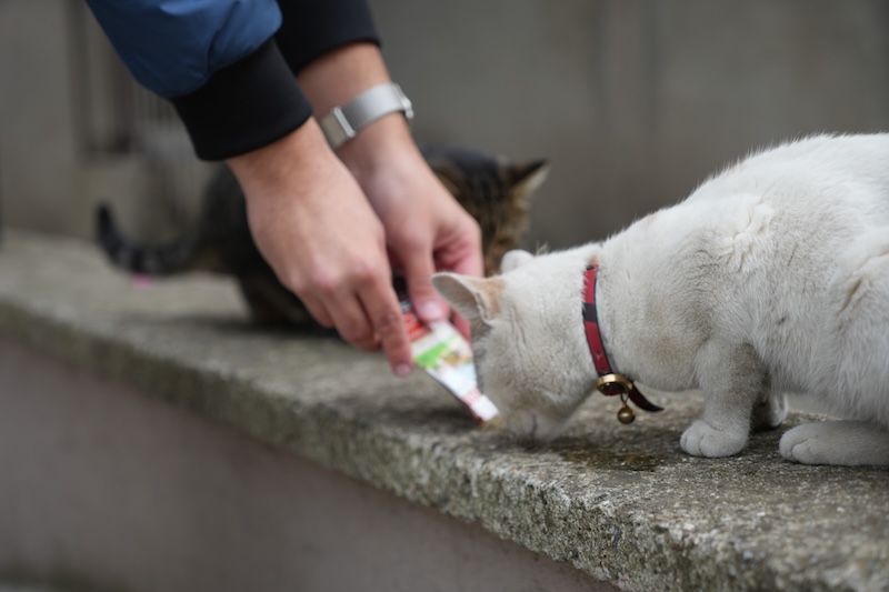 Sokak kedilerinin market mesaisi (Foto Galeri)