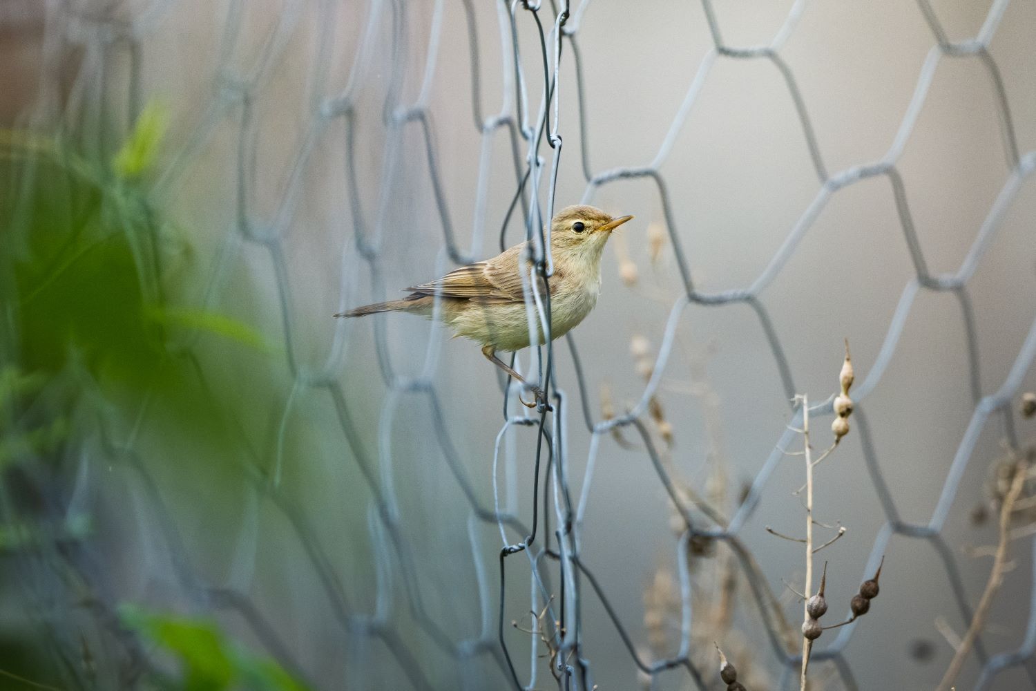 Göçmen kuşlar, Karadeniz kıyılarını sığınak olarak kullanıyor (Foto Galeri) 