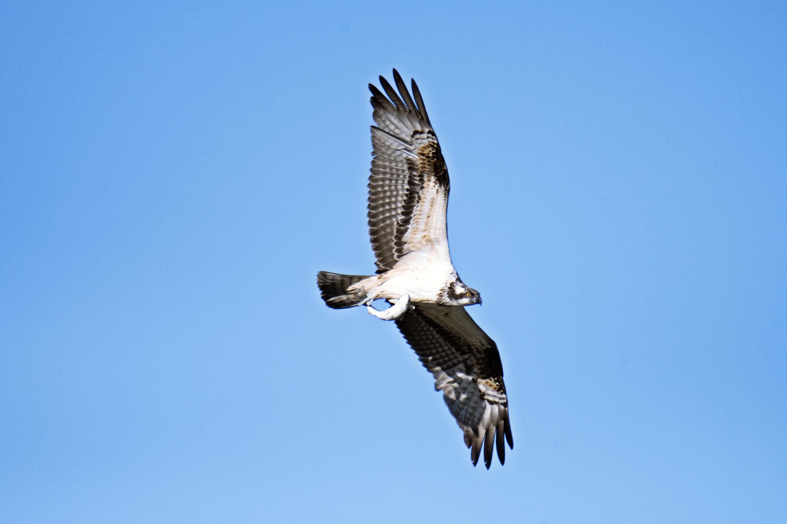 Ezine Çayı'nda avlanan balık kartalları görüntülendi (Foto Galeri) 