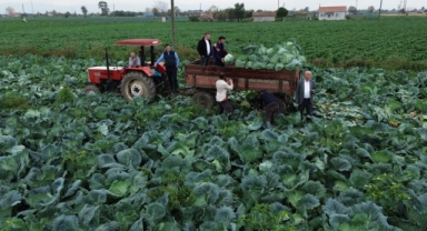 Bafra Ovası'nda beyaz lahana hasadı başladı (Foto Galeri) 
