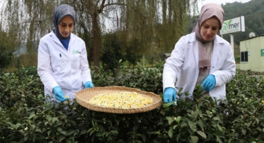 ÇAYMER, bu yıl 50 kilogram çiçek çayı üretti (Foto Galeri) 