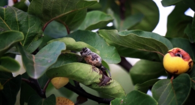 Dalların Altını Küle Döndü: Coğrafi İşaretli Geyve Ayvasında Bu Yıl Rekolte Yok (Foto Galeri)