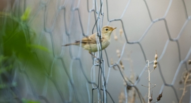 Göçmen kuşlar, Karadeniz kıyılarını sığınak olarak kullanıyor (Foto Galeri) 