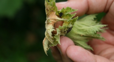 Karadeniz'in korkulu rüyası Marmara'ya da ulaştı!