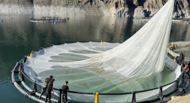 Karadeniz'in o kentinden 67 ülkeye Türk somonu ihracatı (Foto Galeri) 