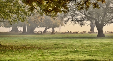 Sisler Arasında Sonbaharın Büyüsü: Efteni Gölü Kuş Cenneti’nde Güz Manzarası (Foto Galeri)