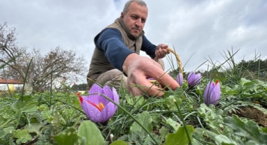 Soğuk ve yağışlı hava ‘dünyanın en pahalı baharatı'nda hasat süresini uzattı (Foto Galeri)