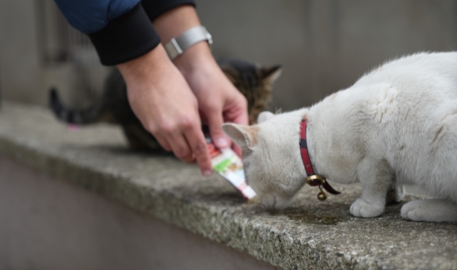 Sokak kedilerinin market mesaisi (Foto Galeri)
