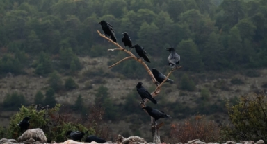Türkiye’nin Tek Akbaba İstasyonu Bir Yılda Binlerce Ziyaretçi Ağırladı (Foto Galeri)