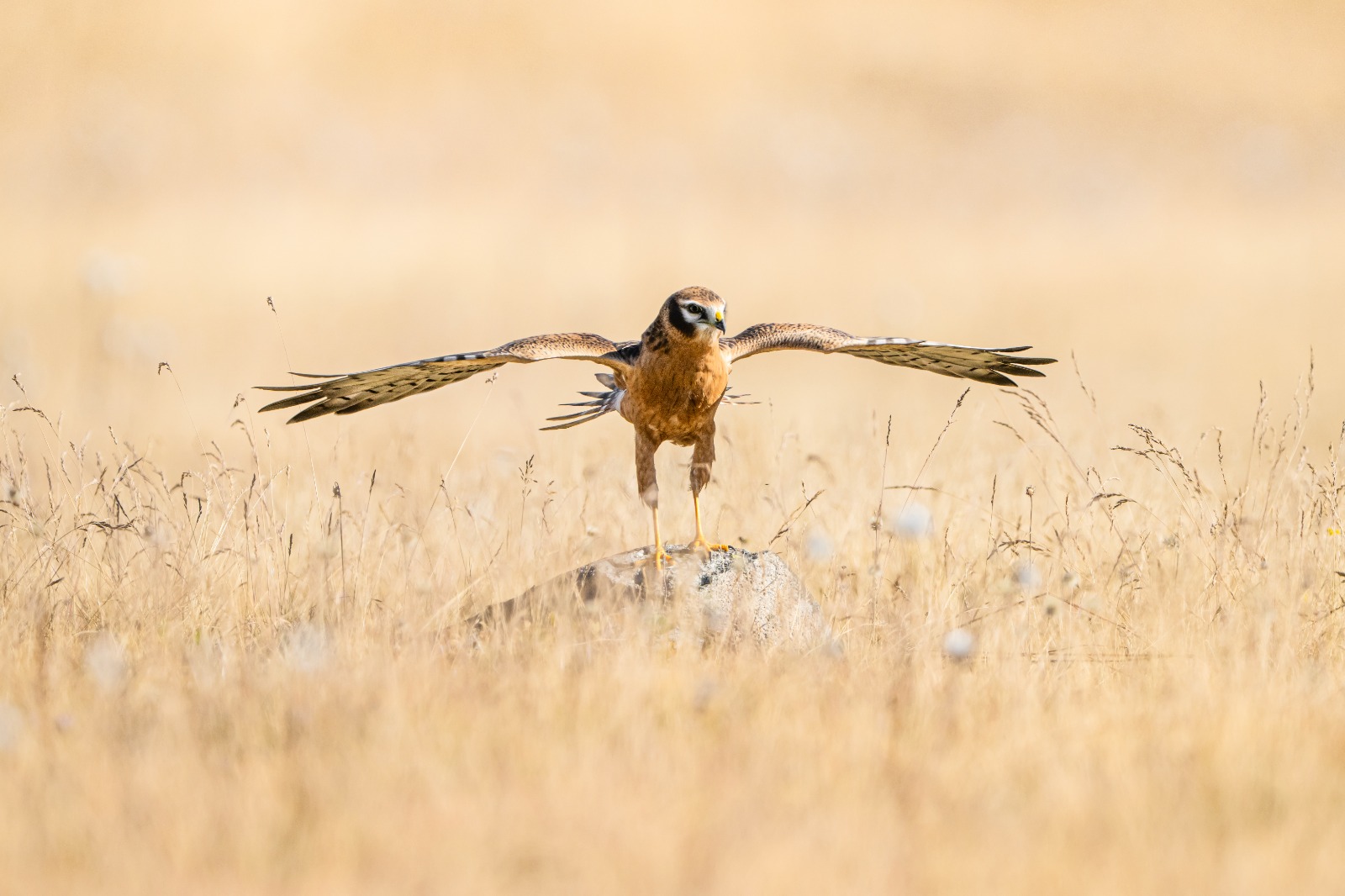 Karadeniz sınırlarındaki o dağ, bozkır delicesinin göç güzergahında hareketlilik yaşıyor (Foto Galeri) 