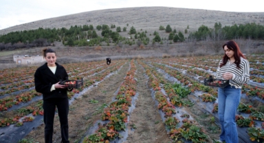 Hobi amaçlı başladığı çilek üretiminde talebe yetişmekte zorlanıyor (Foto Galeri) 