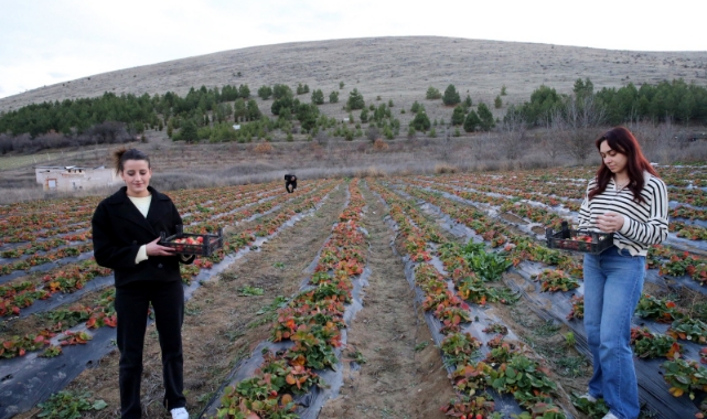 Hobi amaçlı başladığı çilek üretiminde talebe yetişmekte zorlanıyor (Foto Galeri) 