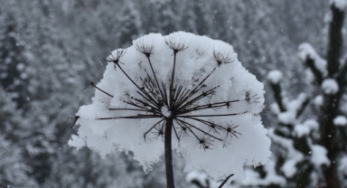 Karadeniz sınırlarındaki o dağda kar etkili oldu (Foto Galeri) 