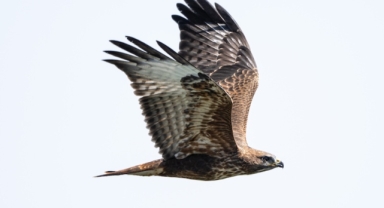 Macahel Yaylası göçmen kuşlara ev sahipliği yapıyor (Foto Galeri)