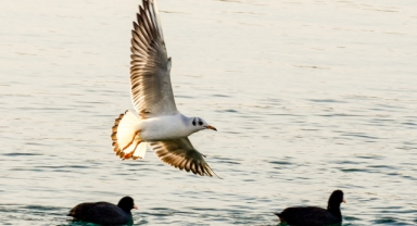 Trabzon'da doğal yaşam (Foto Galeri)