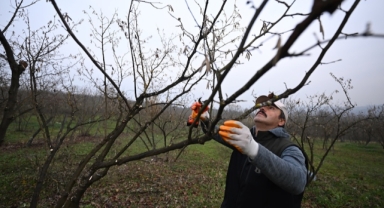 Uzmanlar kahverengi kokarcayla mücadelede yarasaları kullanacak (Foto Galeri)