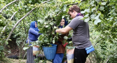 Giresun'da Bahçeler Hareketlendi (Foto Galeri) 