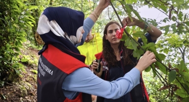 Kokarcaya Karşı Mücadelede Yeni Araştırma: Giresun’da Test Ediliyor (Foto Galeri) 