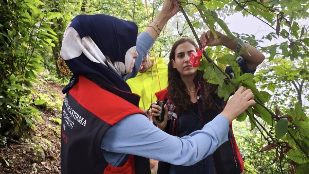 Kokarcaya Karşı Mücadelede Yeni Araştırma: Giresun’da Test Ediliyor (Foto Galeri) 