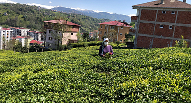 2023 yılı yaş çay sezonu hazırlıkları başladı