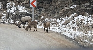 Buzlanmayı önlemek için yola dökülen tuzlar dağ keçilerine yaradı