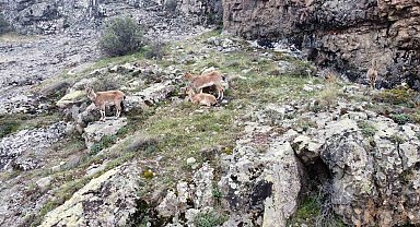 Dağların süsü yaban keçileri dronla görüntülendi