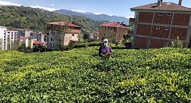 Doğu Karadeniz'de 2023 yılı yaş çay sezonu hazırlıkları başladı