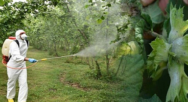 Fındık üreticisine küllenme uyarısı