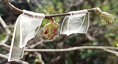 Fındıkta 'kozalak akarı' ile mücadele zamanı