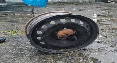 Kafası otomobil jantına sıkışan köpeği ekipler kurtardı