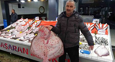 Karadeniz'de kalkan bolluğu: Kilosu 600 liradan satılıyor