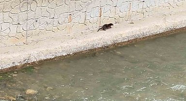 Nesli tükenme tehlikesi altındaki su samuru Harşit Çayı'nda görüntülendi