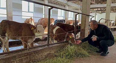 Besiciler yeni ahır sistemini benimsedi