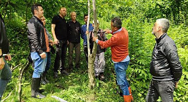 Ceviz ve kestane ağaçlarında örnek aşılama çalışması anlatıldı