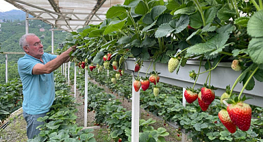 Çilek üretimi fındıktan sonra gelir kaynağı haline geldi
