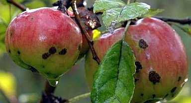 Elma, armut ve şeftali üreticilerinin alması gereken acil önlemler