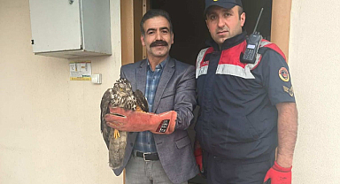 Giresun'da yaralı halde bulunan 3 kuş koruma altına alındı