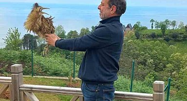 Nesli tükenmekte olan 'Balaban kuşu' Arhavi'de ortaya çıktı