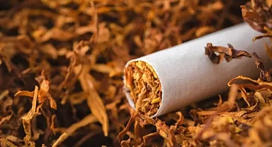 Tütünün çevreye zararları üretim aşamasında başlıyor