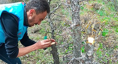 Yabani ağaçları meyve vermesi için gönüllü olarak aşılıyor