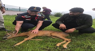 Yaralı karaca koruma altına alındı
