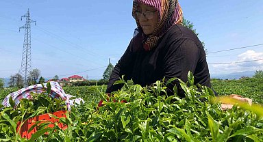 Yaş çay üreticileri bahçelere girmeye başladı