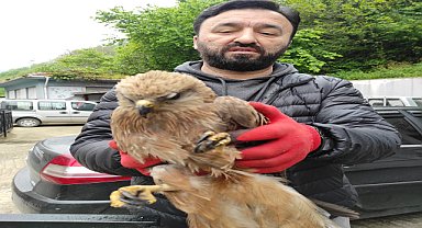 Yol kenarında bulunan kızıl şahin tedavi altına alındı