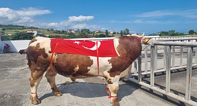 Alaçam'da Hayvancılık Festivali yapıldı
