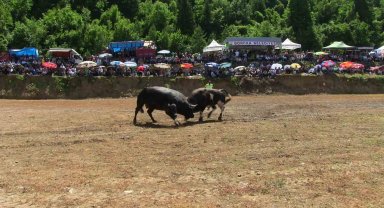 Artvin'de boğaların üstünlük mücadelesi nefes kesti