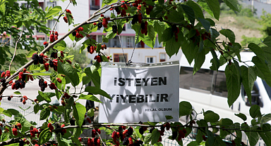 Bahçesindeki dut ağacına