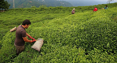 ÇAYKUR, birinci sürgünü 194 bin 351 ton çay alarak tamamladı