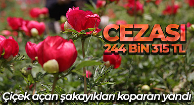 Çiçek açan şakayıkları koparan yandı: Cezası 244 bin 315 TL