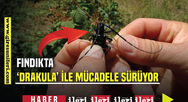 Fındıkta 'Drakula' mücadelesi