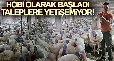 Hobi olarak başladığı hindi yetiştiriciliğinde taleplere yetişemiyor